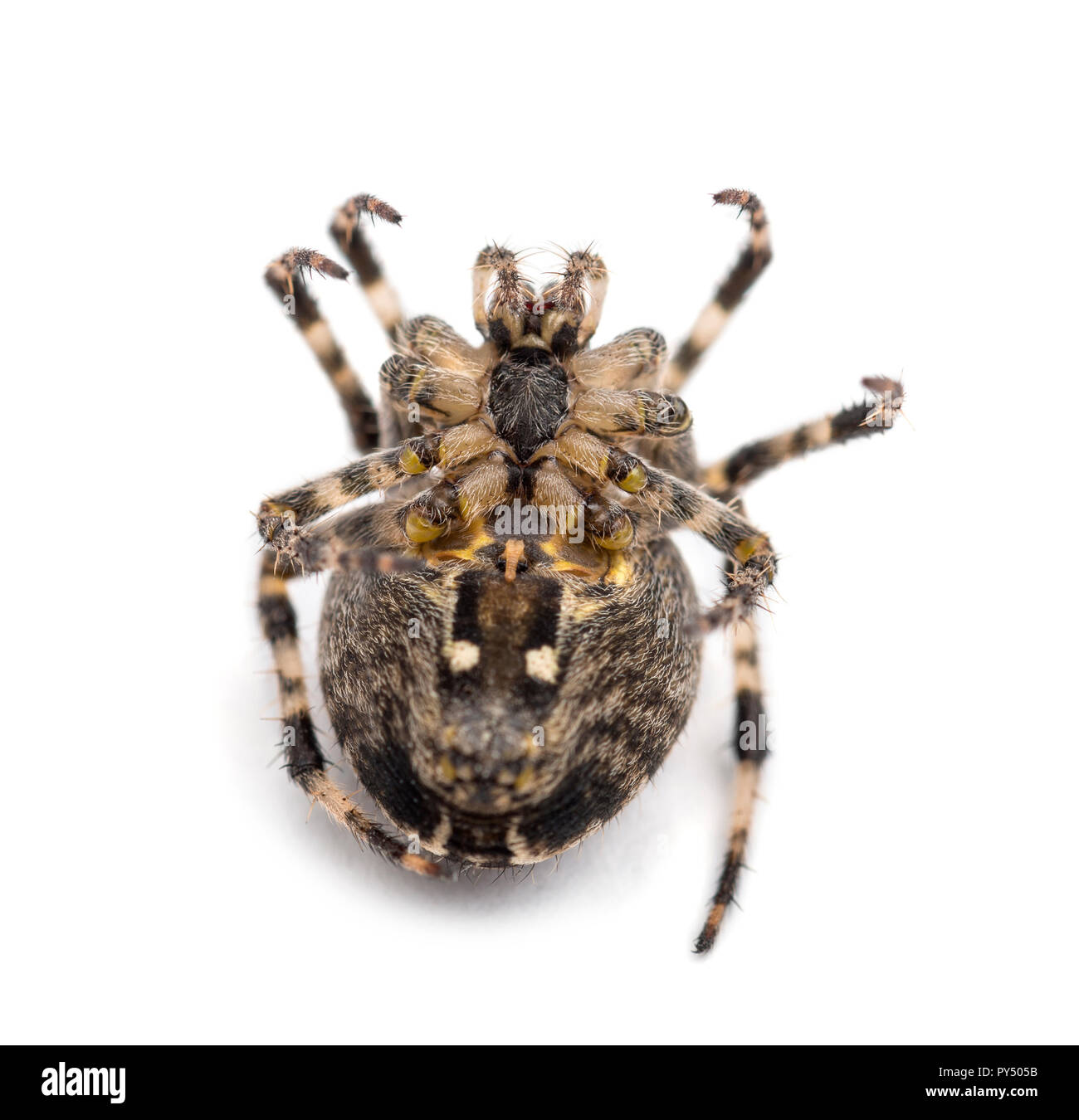 European Garden Spider, Araneus diadematus, liegen auf dem Rücken und rollte sich vor weißem Hintergrund Stockfoto