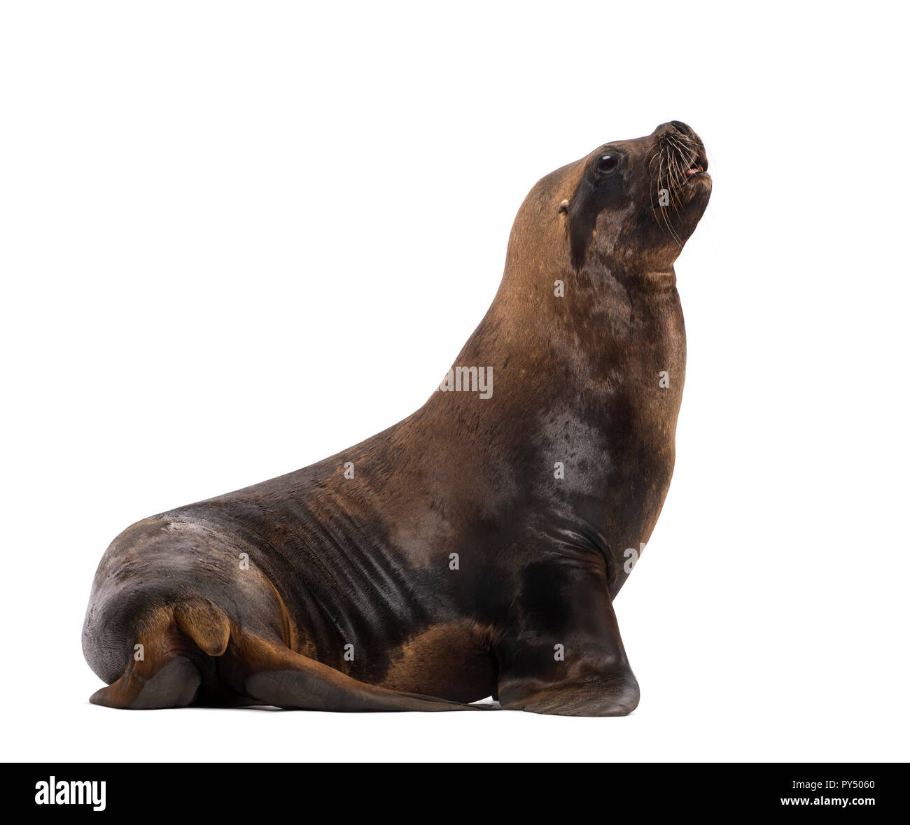 California Sea Lion, 17 Jahre alt, gegen die weißen Hintergrund Stockfoto