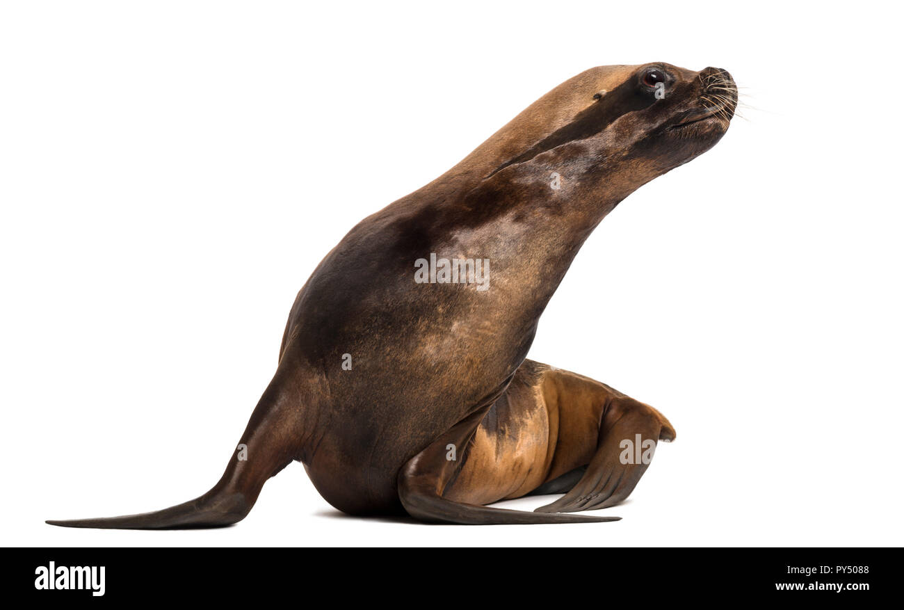 California Sea Lion, 17 Jahre alt, suche nach rechts gegen die weißen Hintergrund Stockfoto