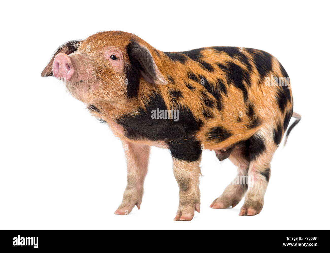 Oxford Sandstrand und schwarzen Ferkel, 9 Wochen alt, vor weißem Hintergrund Stockfoto