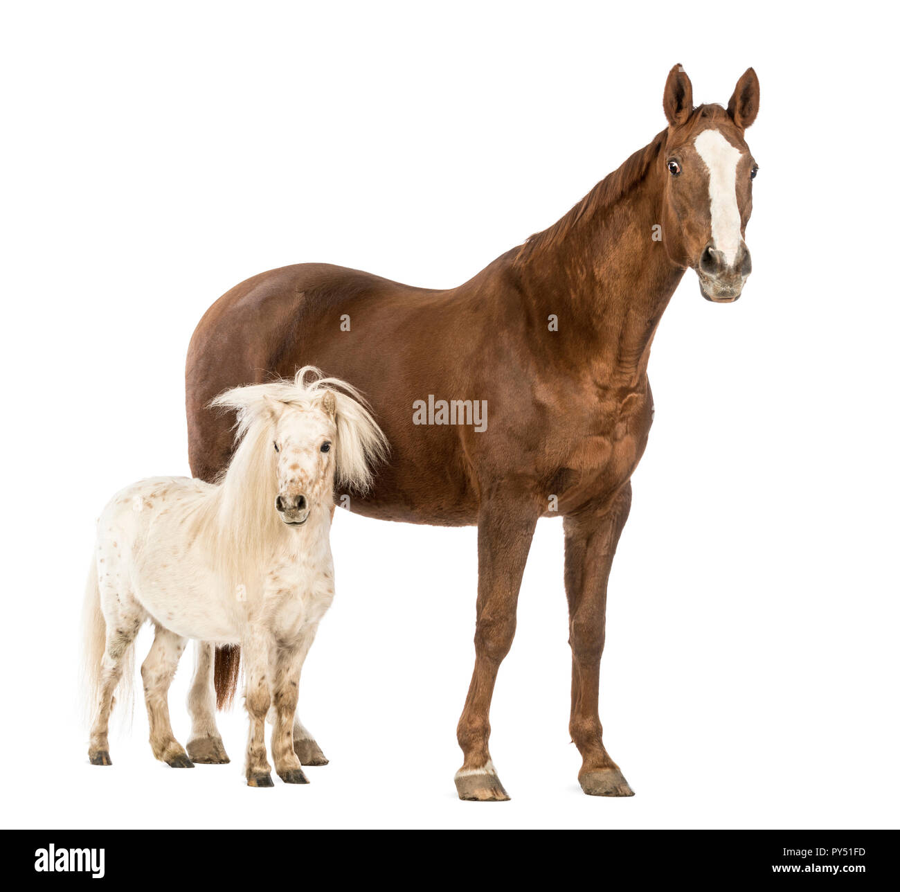 Pferd und Shetland neben einander vor weißem Hintergrund Stockfoto