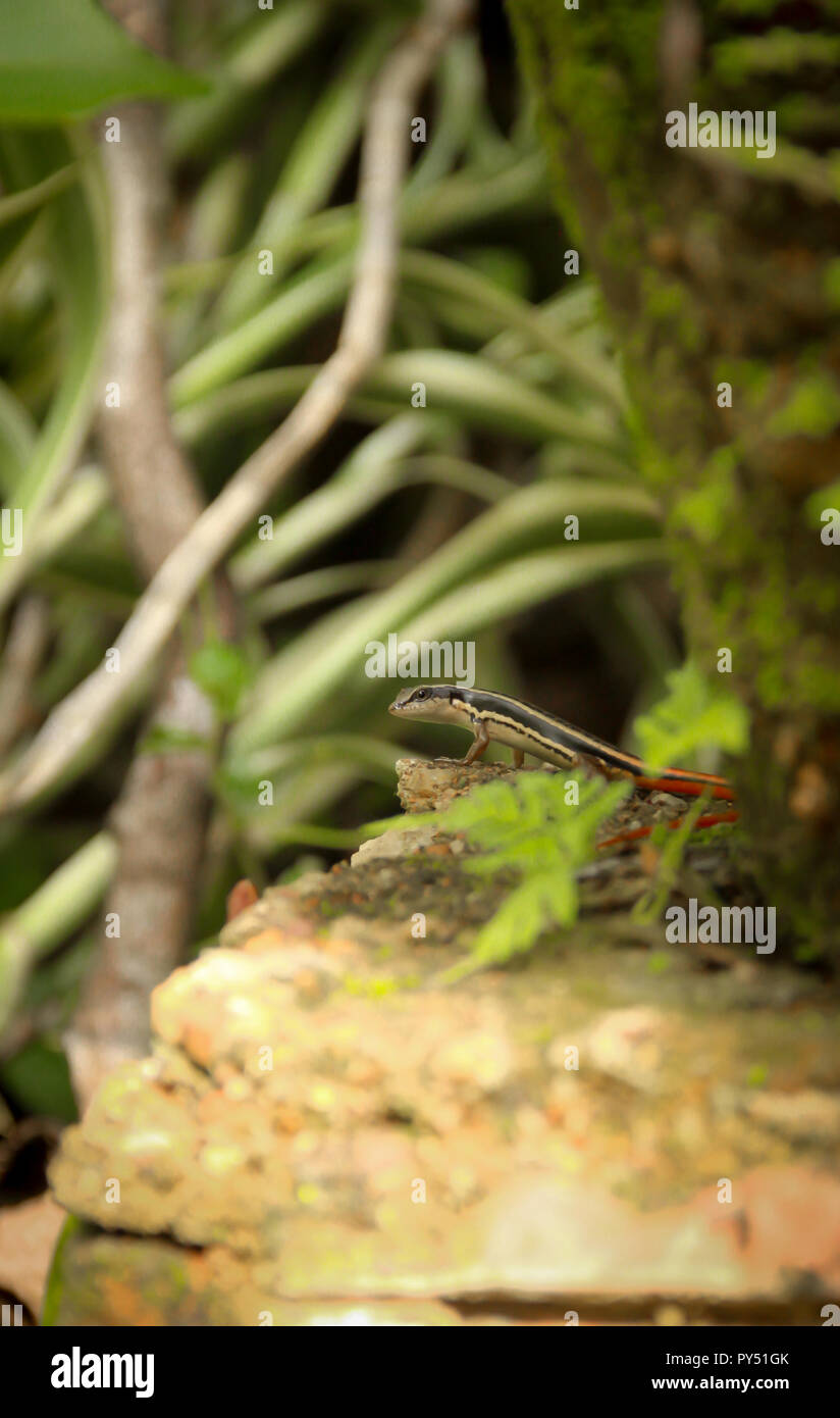 Indische Salamander Stockfoto