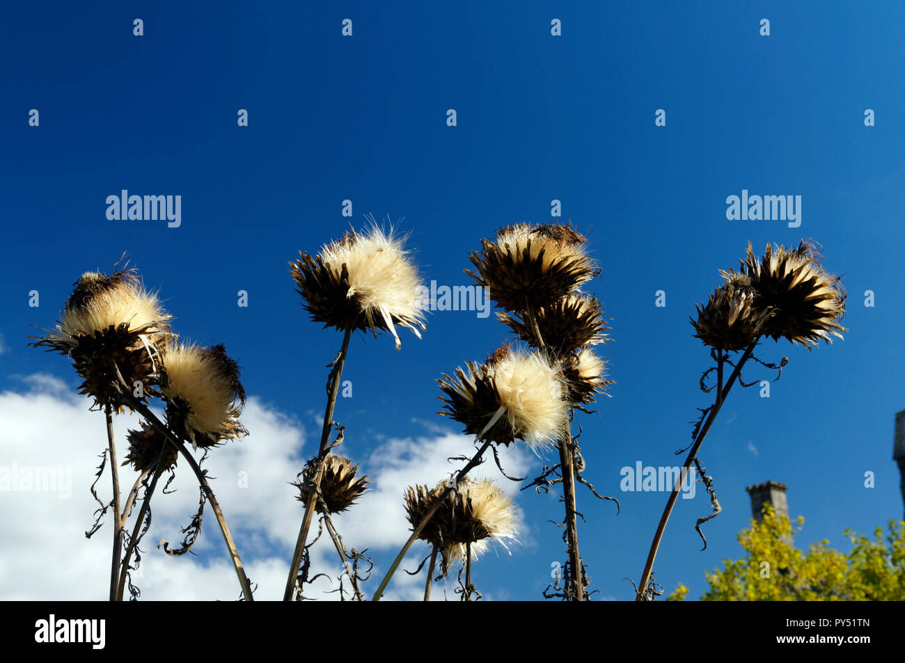 Cardoon Cynara Cardunculus auch als die Artischocke Distel, Physic Garden, Cowbridge, Tal von Glamorgan, South Wales, UK bekannt. Stockfoto