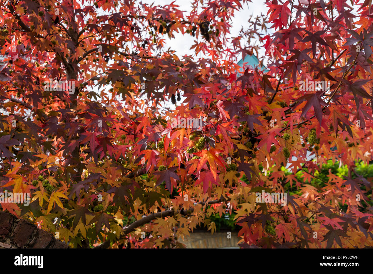 Eine Nahaufnahme der bunten Blätter im Herbst in Teddington, London, England, Großbritannien Stockfoto