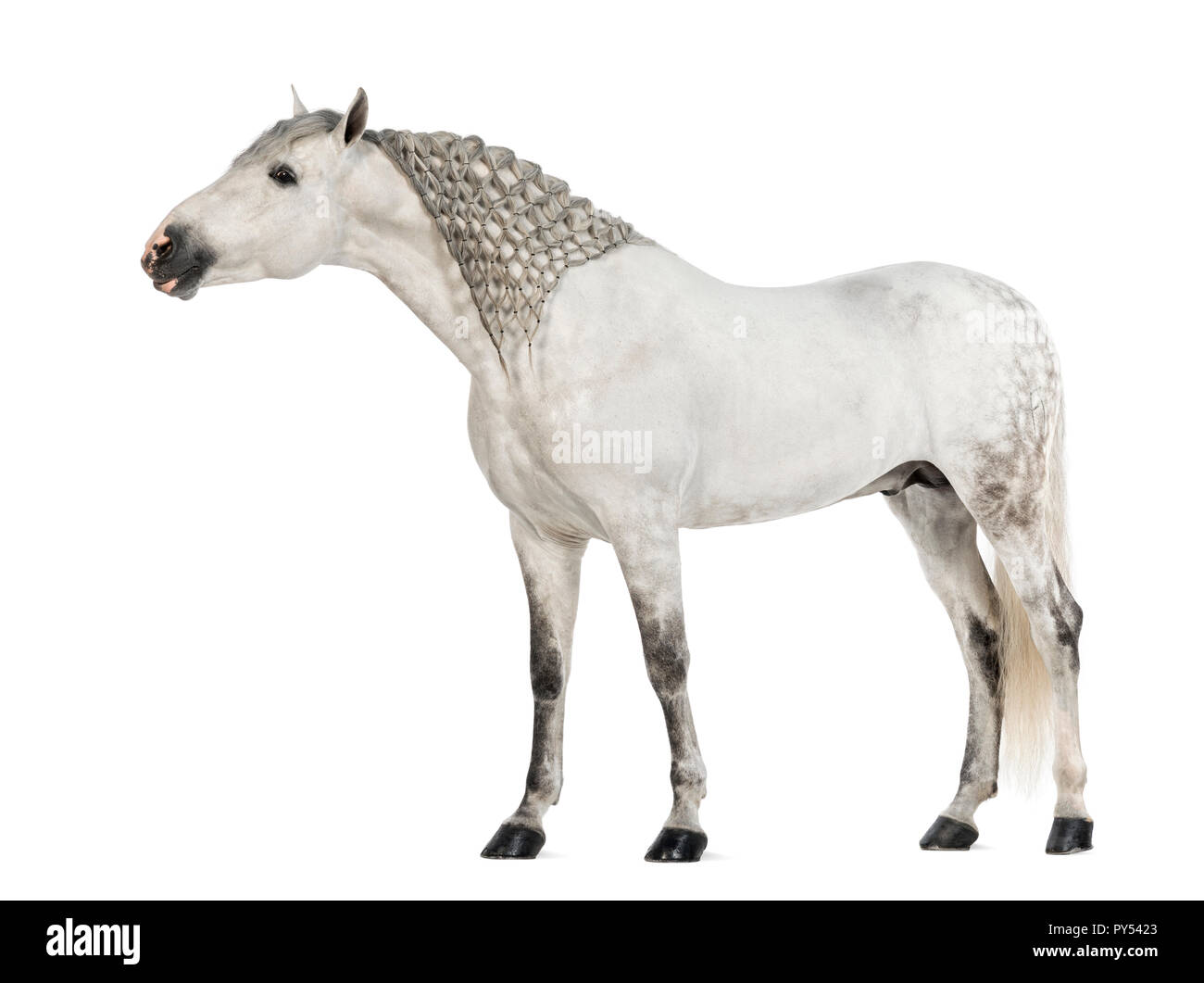 Männliche Andalusischen, 7 Jahre alt, die auch als reine Spanische Pferd oder PRE, mit geflochtenen Mähne bekannt und strecken den Hals vor weißem Hintergrund Stockfoto