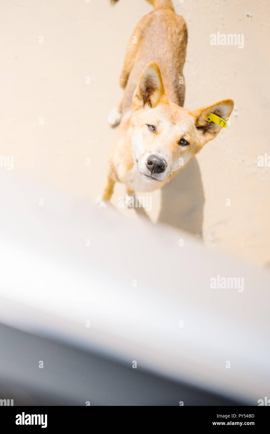 Die reinsten Rasse Dingo auf Fraser Island, Australien Stockfoto