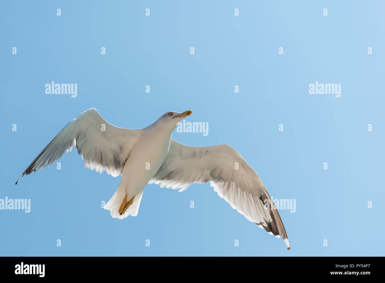 Möwe auf dem Hintergrund des blauen Himmels Stockfoto Möwe auf dem Hintergrund des blauen Himmels Stockfoto