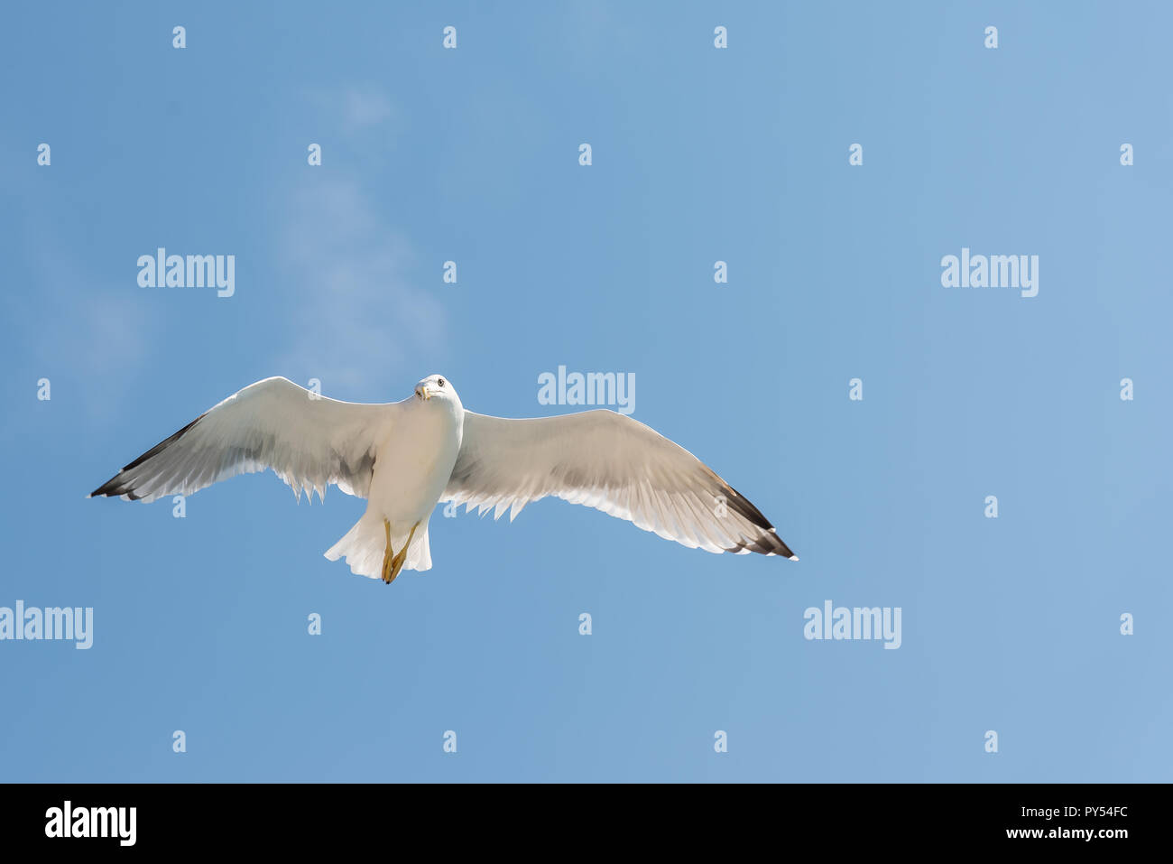 Möwe auf dem Hintergrund des blauen Himmels Stockfoto Möwe auf dem Hintergrund des blauen Himmels Stockfoto