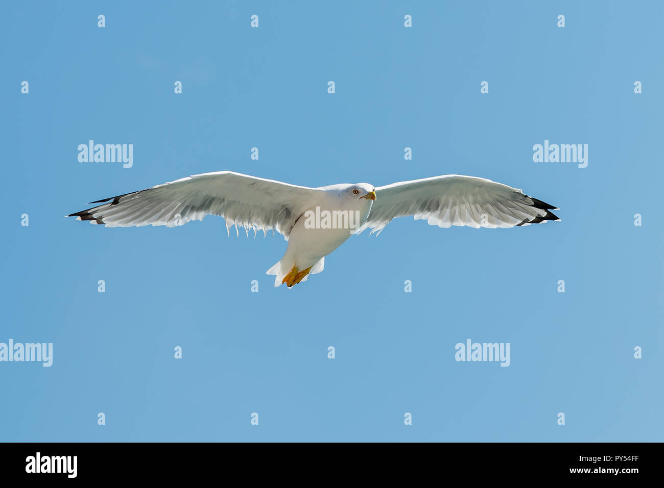 Möwe auf dem Hintergrund des blauen Himmels Stockfoto Möwe auf dem Hintergrund des blauen Himmels Stockfoto