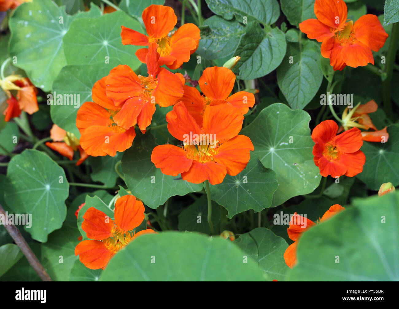 Orangefarbene Kapuzinerkresse Blüten Stockfoto