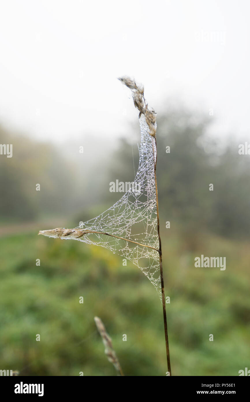 Spinnen web in Form des Segels Stockfoto