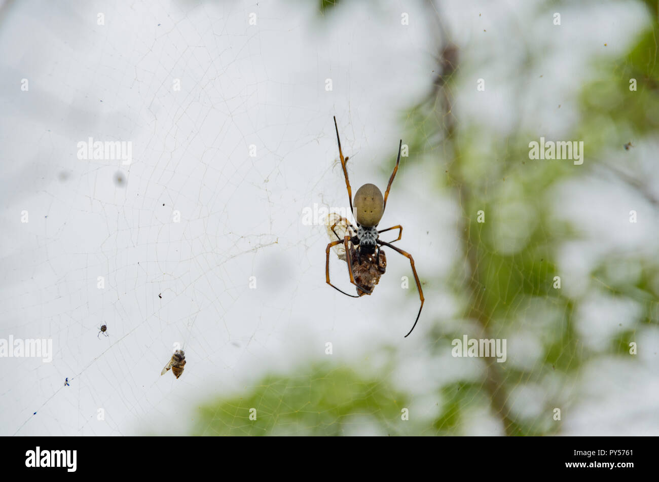 Golden Orb Weaver verschlingende Eine Zikade in seiner Web an einem bewölkten Tag erwischt. Aufnahme auf Mt Tibrogargan im Südosten von Queensland. Stockfoto