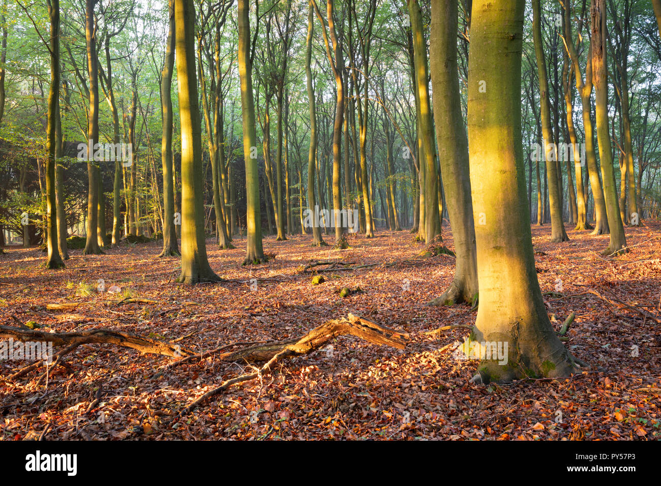 Wald mit Buchen im frühen Herbst Sonnenlicht, Snowshill, Cotswolds, Gloucestershire, England, Vereinigtes Königreich, Europa Stockfoto