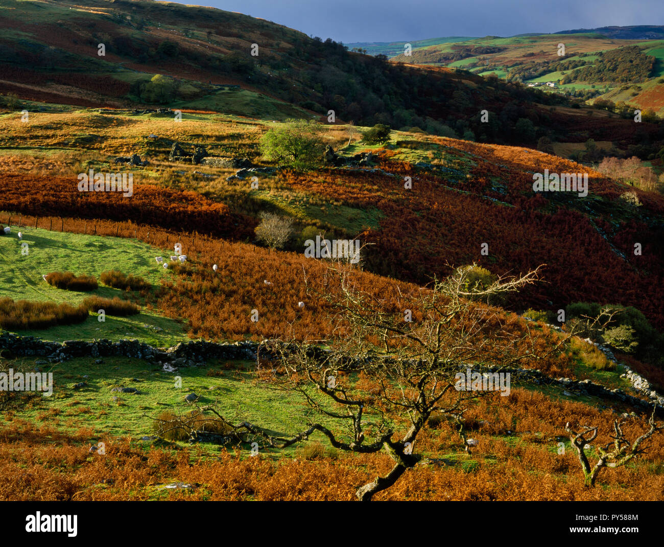 Anzeigen WNW zerstörten Gehöfte in der Mwyro Tal, Ceredigion, Wales, UK, a remote aber einmal aufgefüllt und gut organisierten Hochland Landschaft jetzt verlassen. Stockfoto