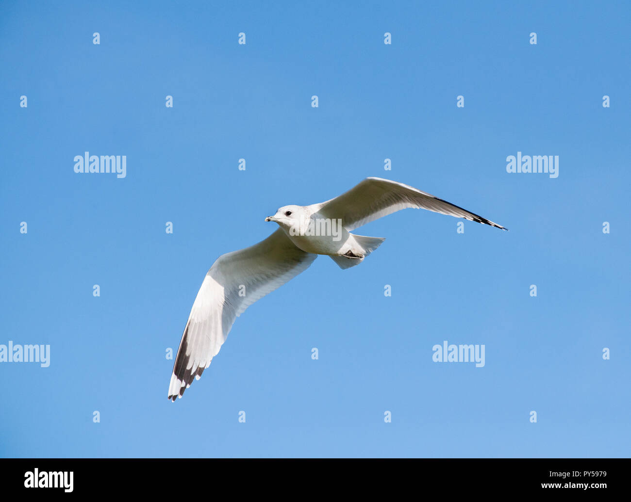 Sturmmöwe, Larus canus, im Flug über Brent Reservoir, Brent, London, Vereinigtes Königreich Stockfoto