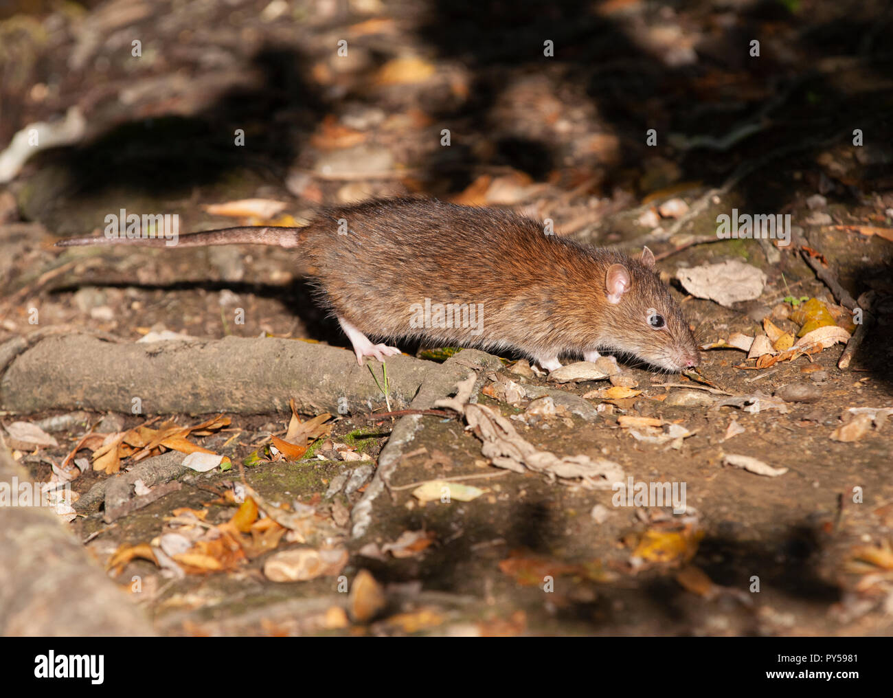 Nach braune Ratte Rattus norvegicus, Walthamstow Stauseen, London, Vereinigtes Königreich Stockfoto