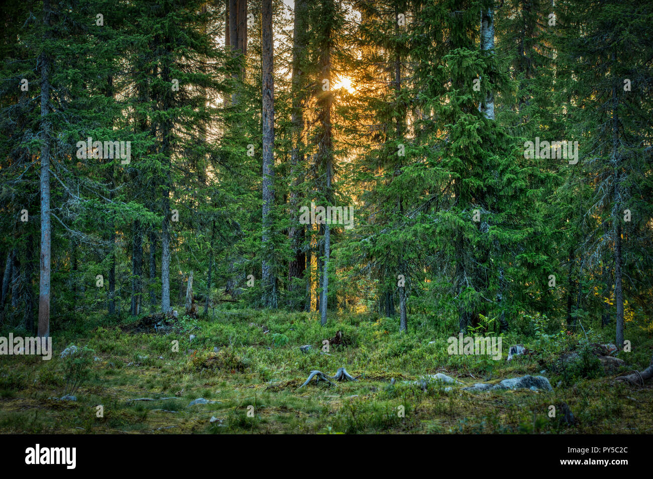 Sonnenaufgang auf dem finnischen Taiga Forest Stockfoto