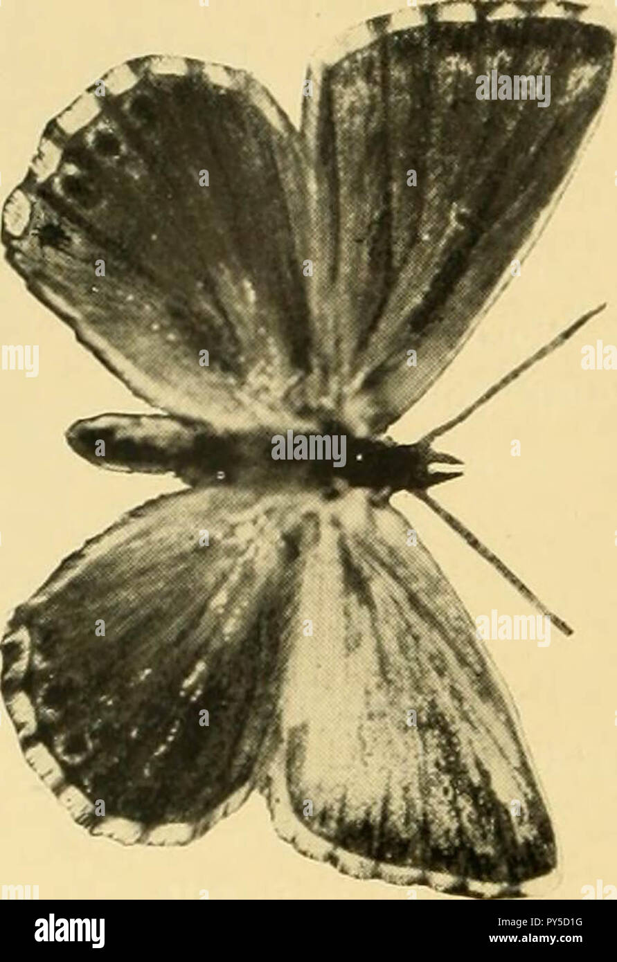 " Transaktionen von der Entomologischen Gesellschaft von London" (1836) Stockfoto