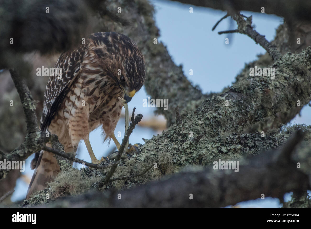 Eine rote geschulterten Falken (Buteo lineatus) Essen ein Strumpfband Schlange, die es in Tilden Regional Park, CA gefangen. Stockfoto