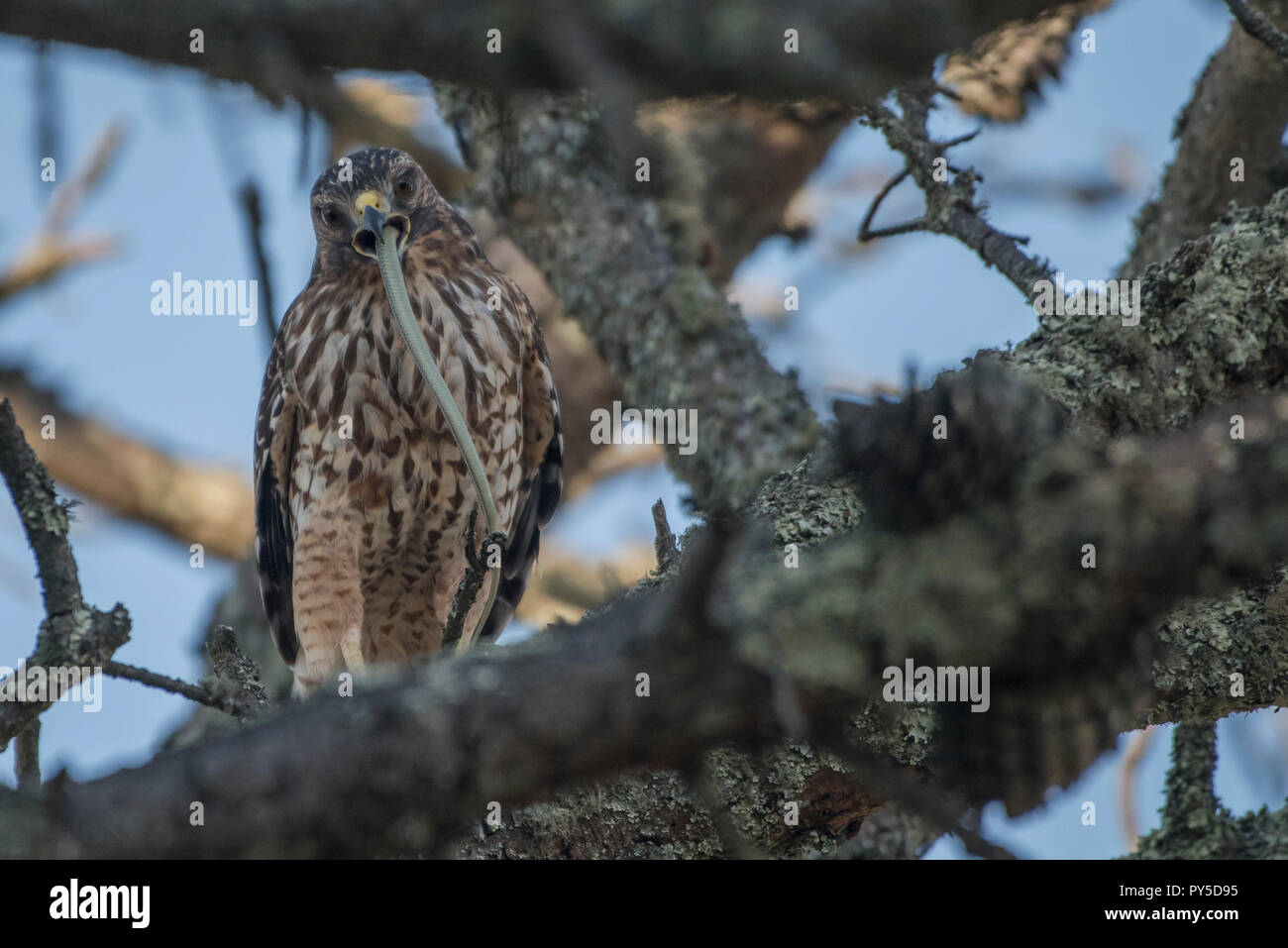 Eine rote geschulterten Falken (Buteo lineatus) Essen ein Strumpfband Schlange, die es in Tilden Regional Park, CA gefangen. Stockfoto