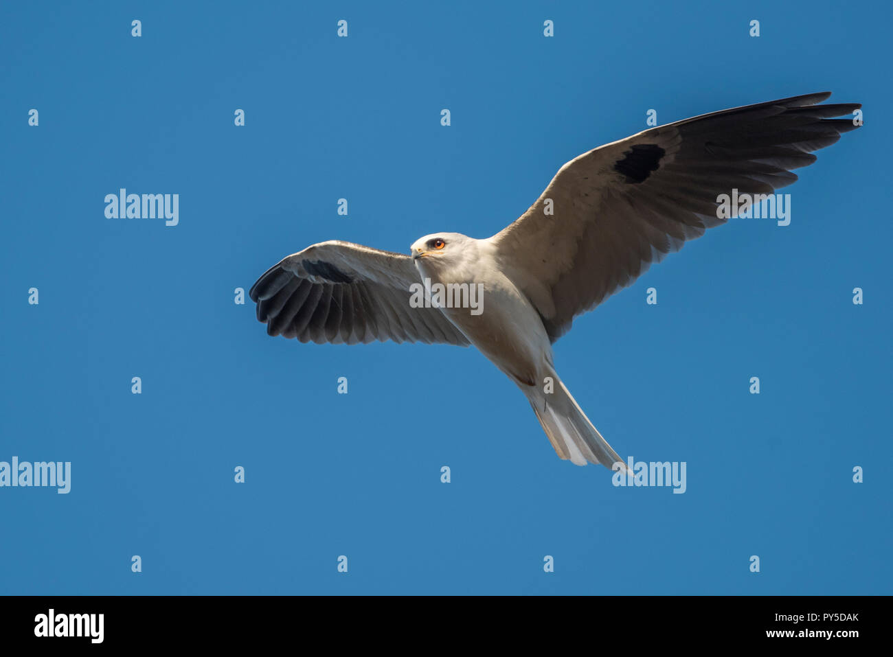 Eine white tailed Kite (Elanus leucurus) flying Overhead in einer der regionalen Parks der East Bay, CA. Stockfoto