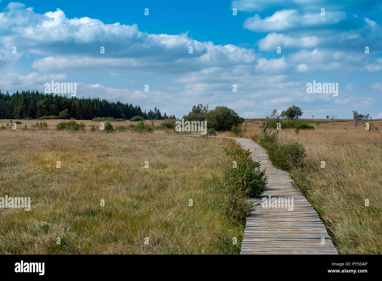 Das Hohe Venn in Belgien/Feng Belgien Stockfoto