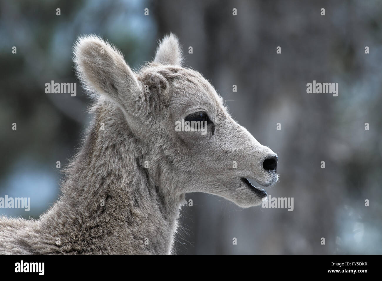 Junge Bergziege in Kananaskis Country Stockfoto