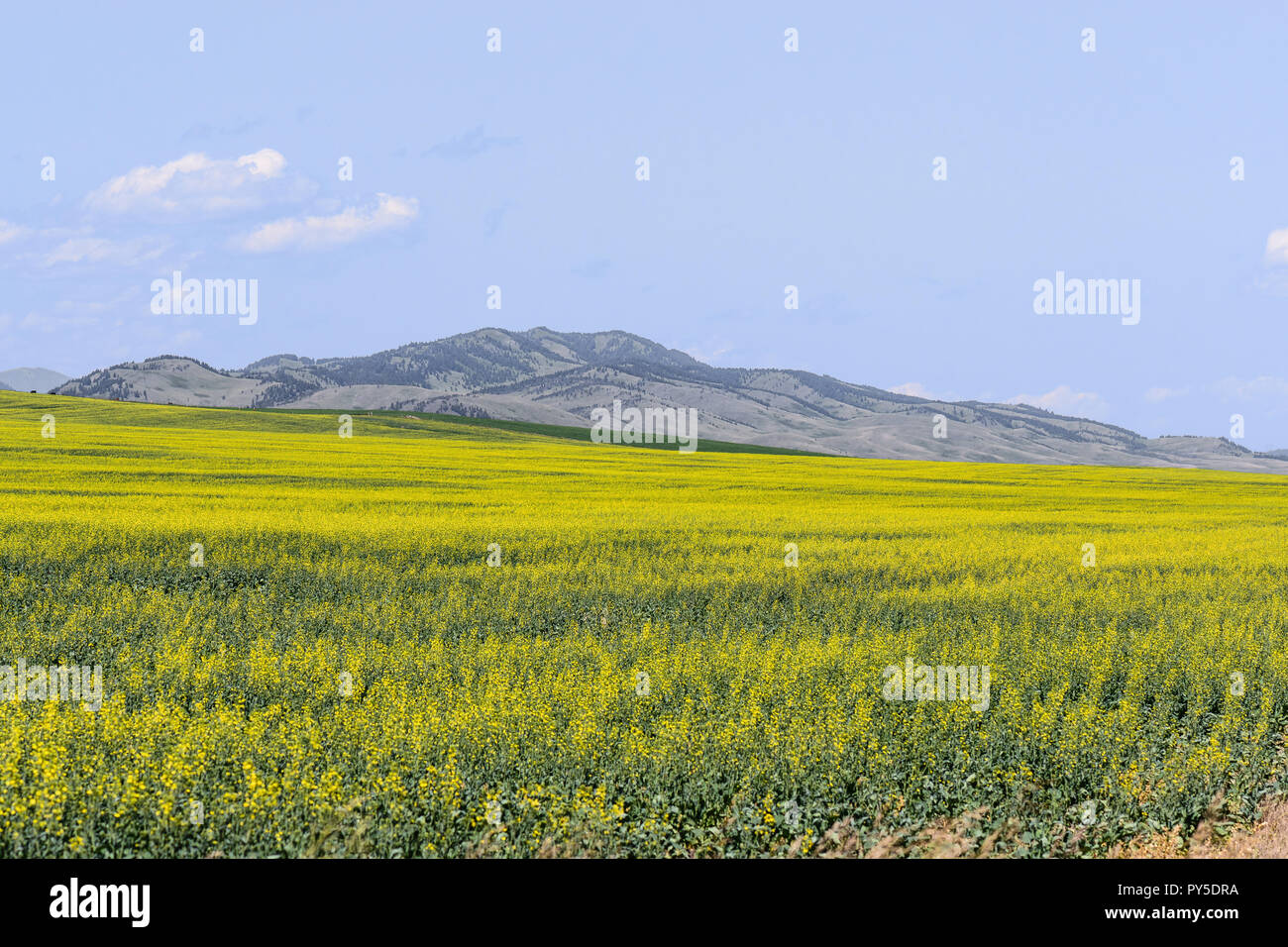 Raps Getreide in Alberta, Kanada Stockfoto