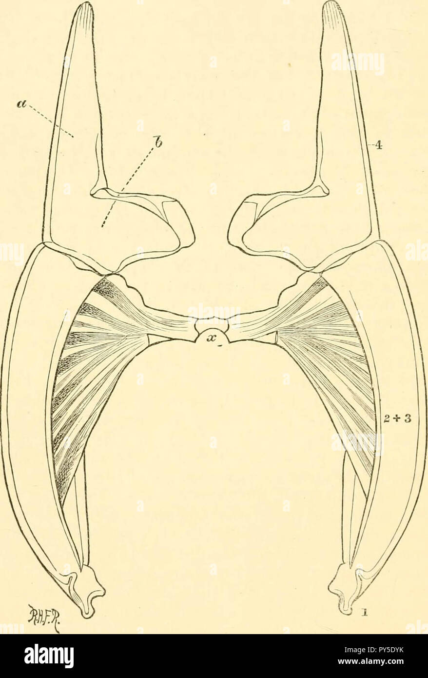 " Transaktionen von der Entomologischen Gesellschaft von London" (1836) Stockfoto