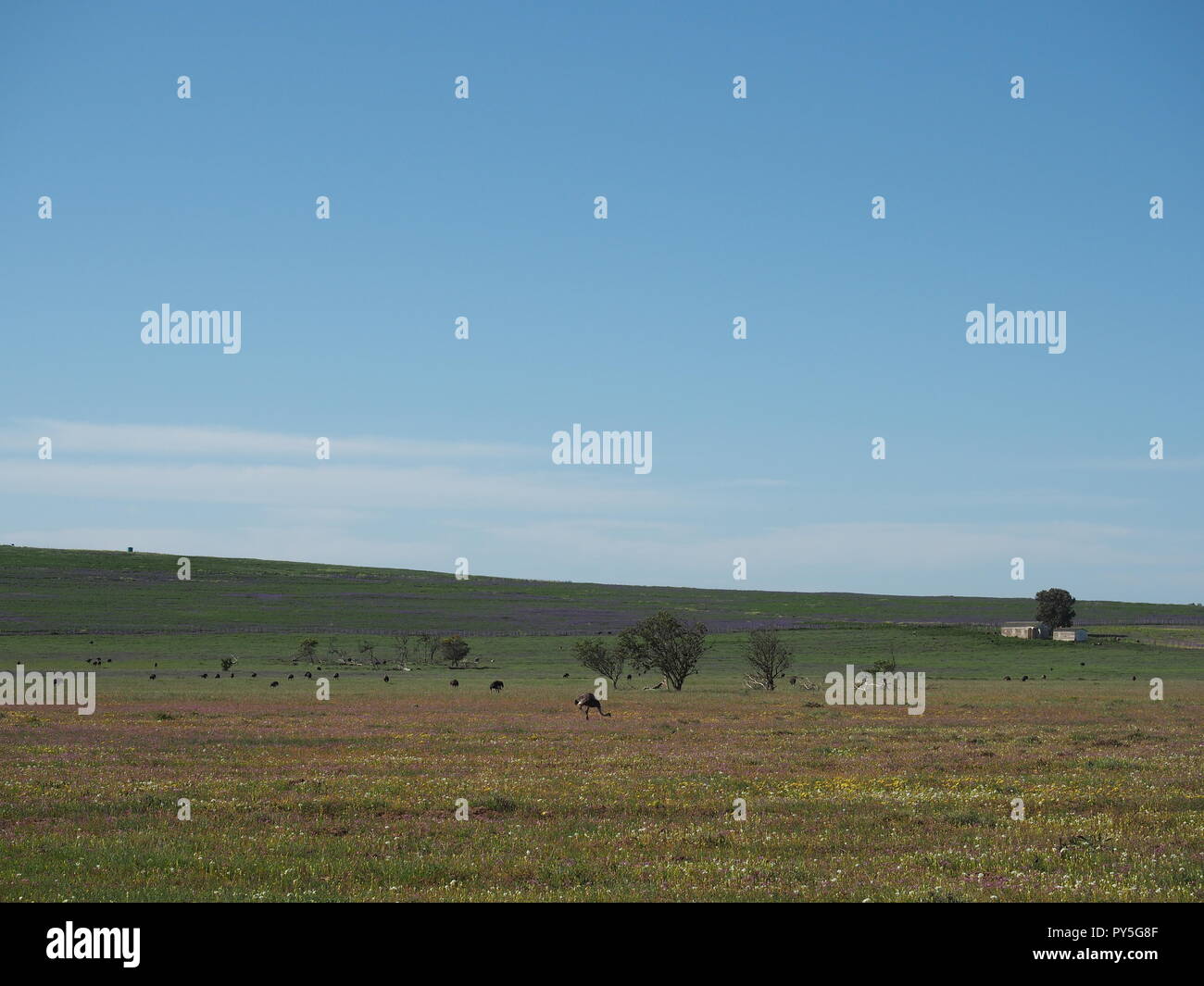 Nahaufnahme Kopf Schüsse von Straußen auf der Straußenfarm in Südafrika Stockfoto