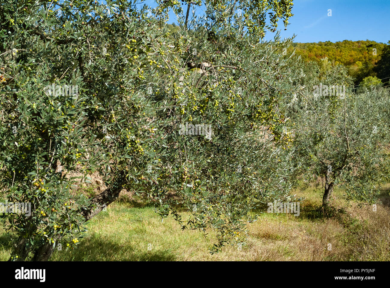 Reggello, Provinz Florenz. Hohe Valdarno. Italien - Oktober 24th, 2018 - Olivenbäume bereit für die Küche. 2018 gilt als einer der besten Jahr für Gewürze öl Qualität Credit: Lorenzo codacci/Alamy leben Nachrichten Stockfoto