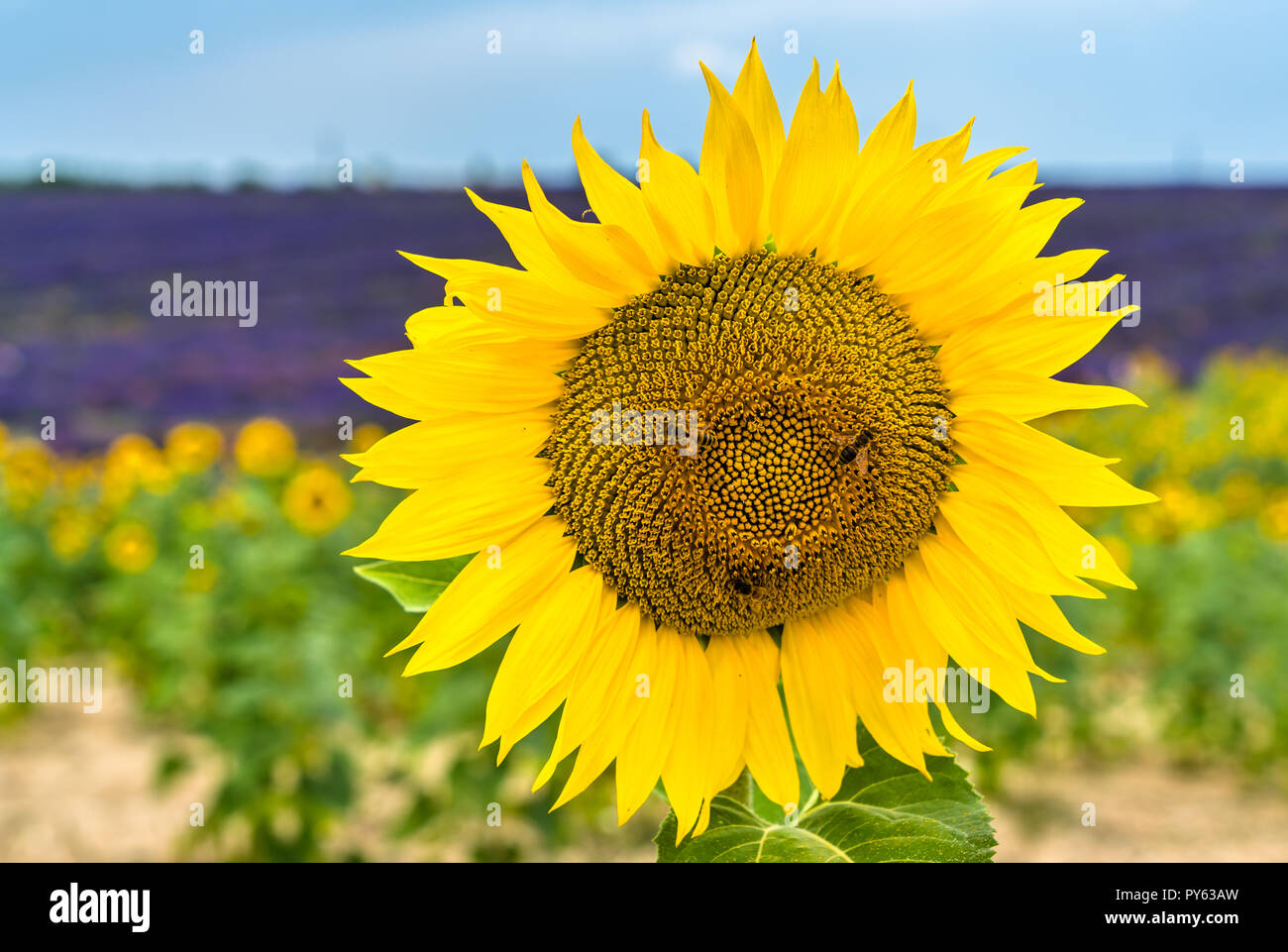 Sonnenblumen mit Bienen in einem Feld der Provence, Frankreich Stockfoto