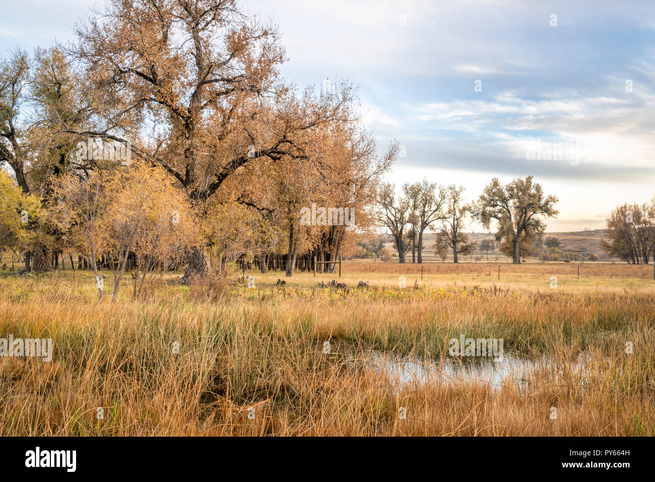 Ländliche Landschaft im Norden von Colorado entlang dem Poudre River, Oktober Landschaft Stockfoto