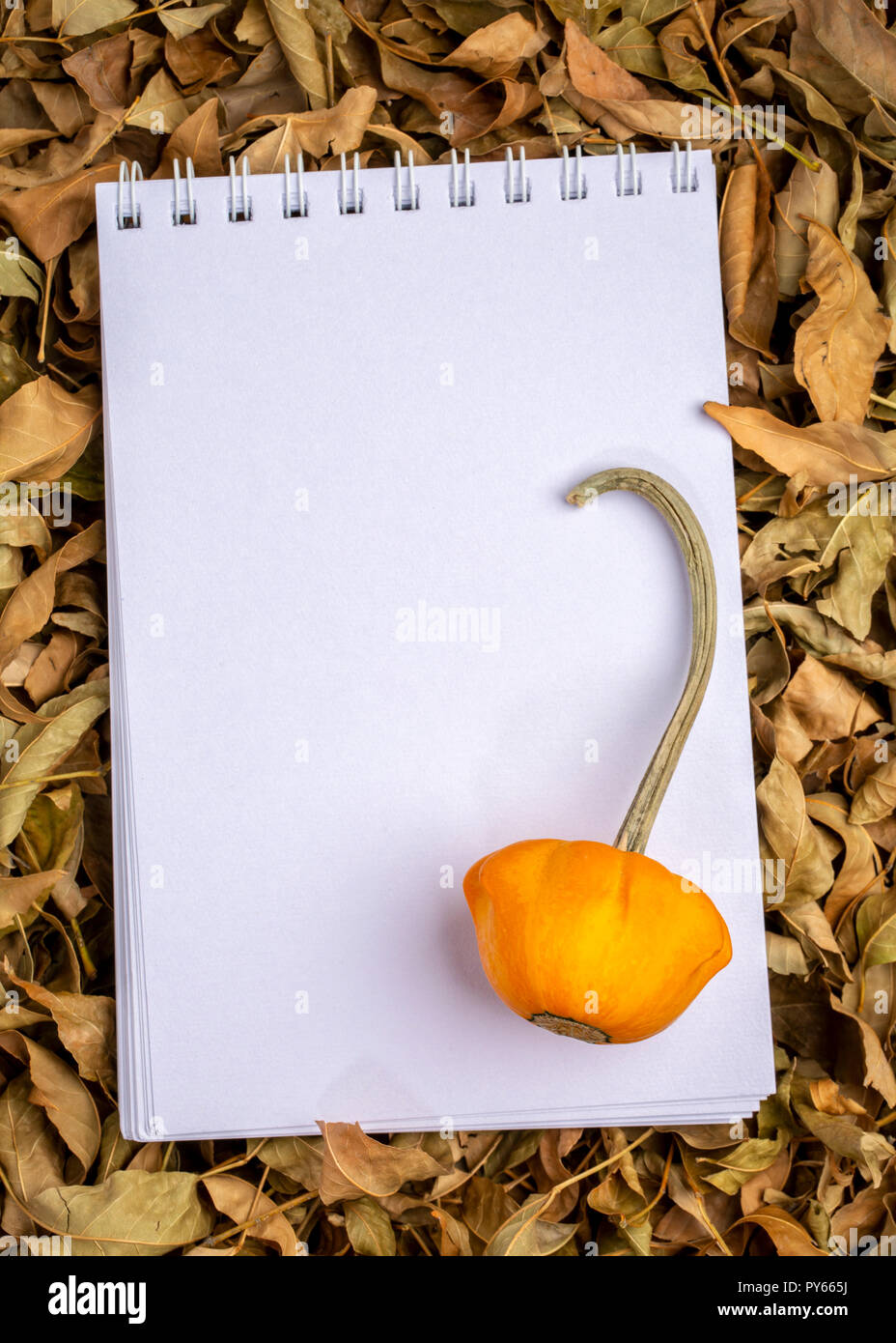 Leer, spiral Skizzenbuch gegen trockene Herbst Blätter mit ornamentalen Kürbis Stockfoto