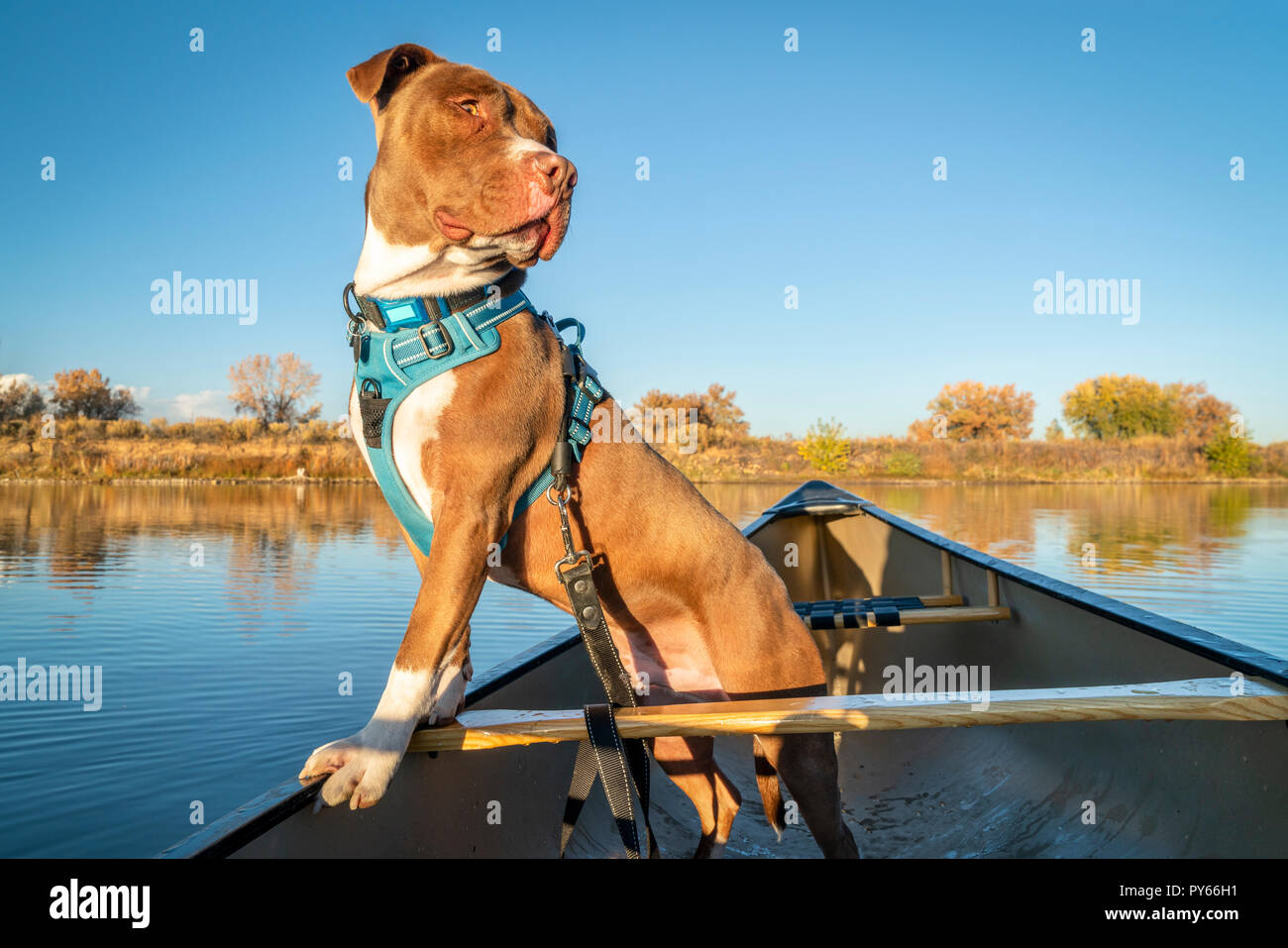 Pit Bull Terrier Hund suchen Um in ein Kanu, Herbst Landschaft auf einem See in in Colorado Stockfoto