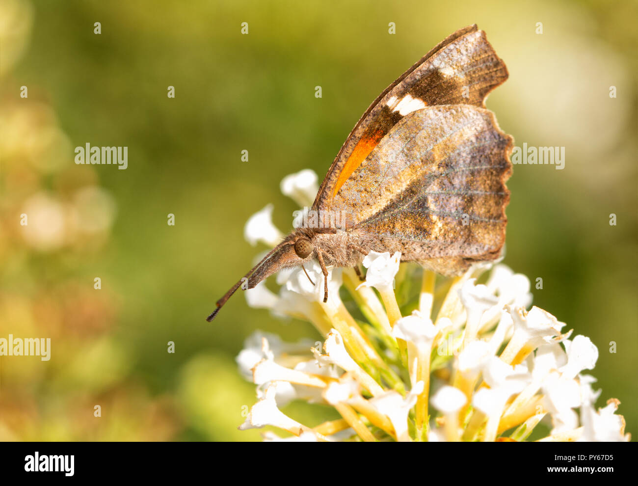 Nahaufnahme eines amerikanischen Schnauze Schmetterling feeing auf weiße Blüten, ventrale Ansicht Stockfoto