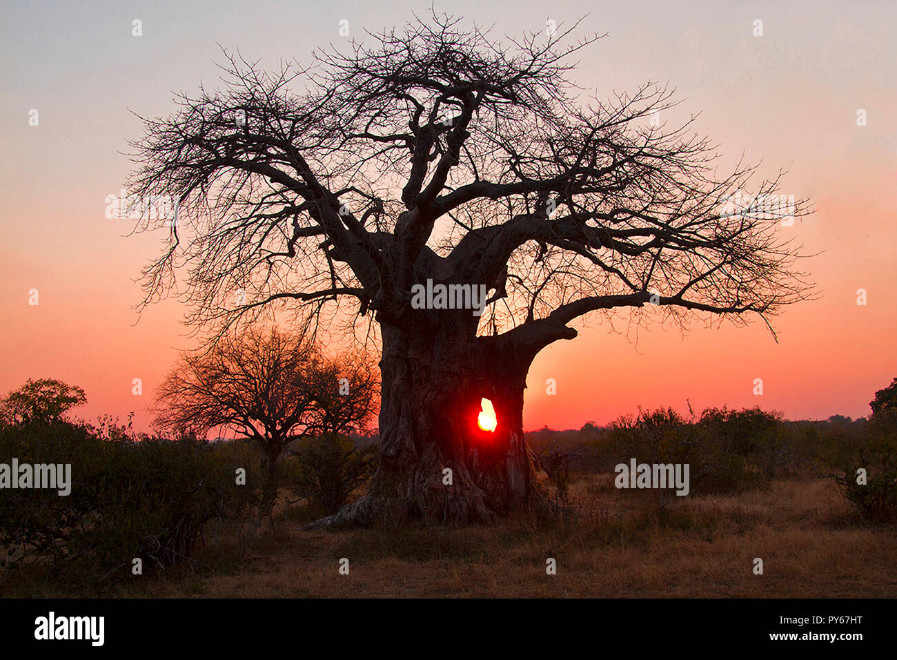 Die markanten Umriss eines grossen alten Baobab macht aus dem klassischen Umriss eines speziellen Baum, in Optik und kulturelle Bedeutung in der heißen, trockenen Stockfoto
