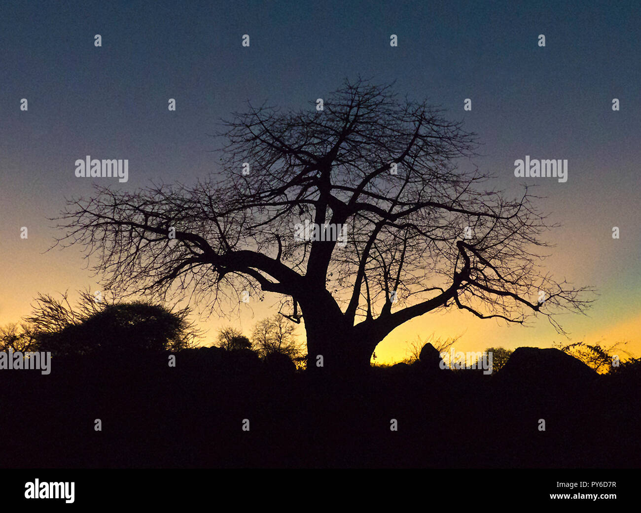 Die markanten Umriss eines grossen alten Baobab macht aus dem klassischen Umriss eines speziellen Baum, in Optik und kulturelle Bedeutung in der heißen, trockenen Stockfoto