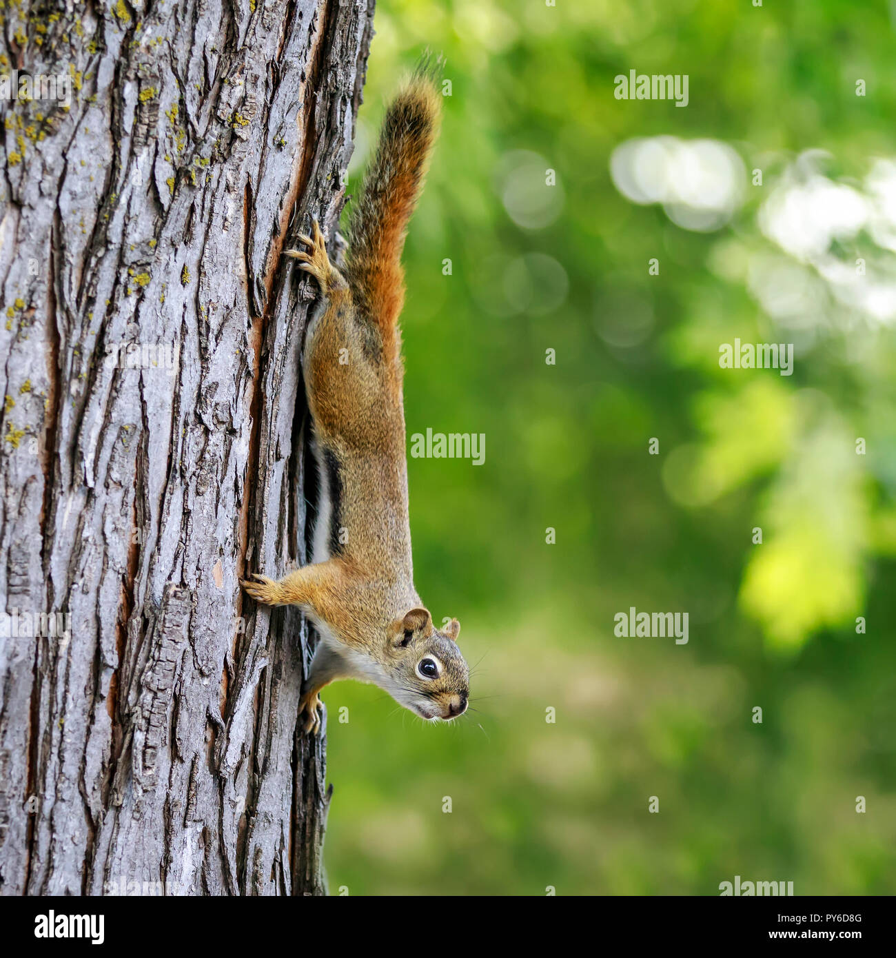 Amerikanische Rote Eichhörnchen, auf einem Baum, Tamiasciurus hudsonicus, Manitoba, Kanada. Stockfoto