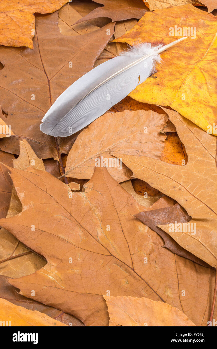 Orange gold Herbstliche Blätter auf dem Boden mit dem kleinen Vogel Feder. Metapher herbst Jahre, Saisonende, später leben, Rente, Fallen, leicht wie eine Feder Stockfoto