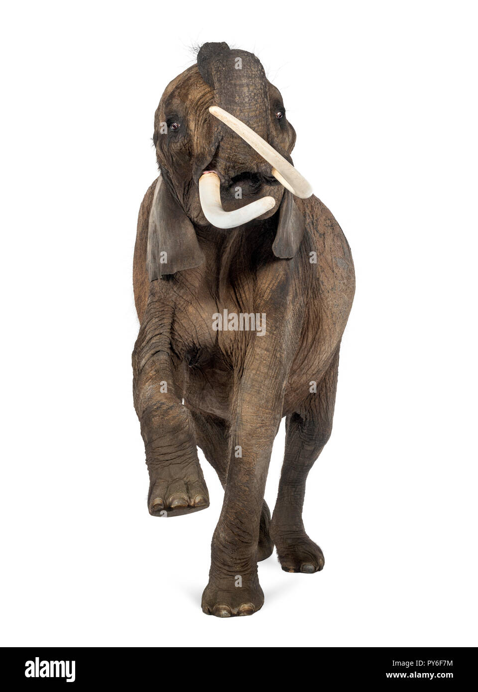 Vorderansicht eines afrikanischen Elefanten den Rüssel, isoliert auf weißem Stockfoto