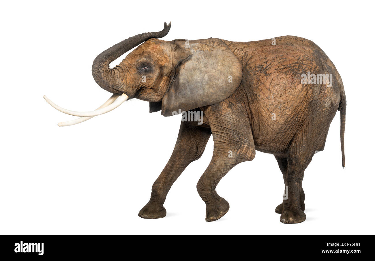Seitenansicht eines Afrikanischen Elefanten, isoliert auf weißem Stockfoto