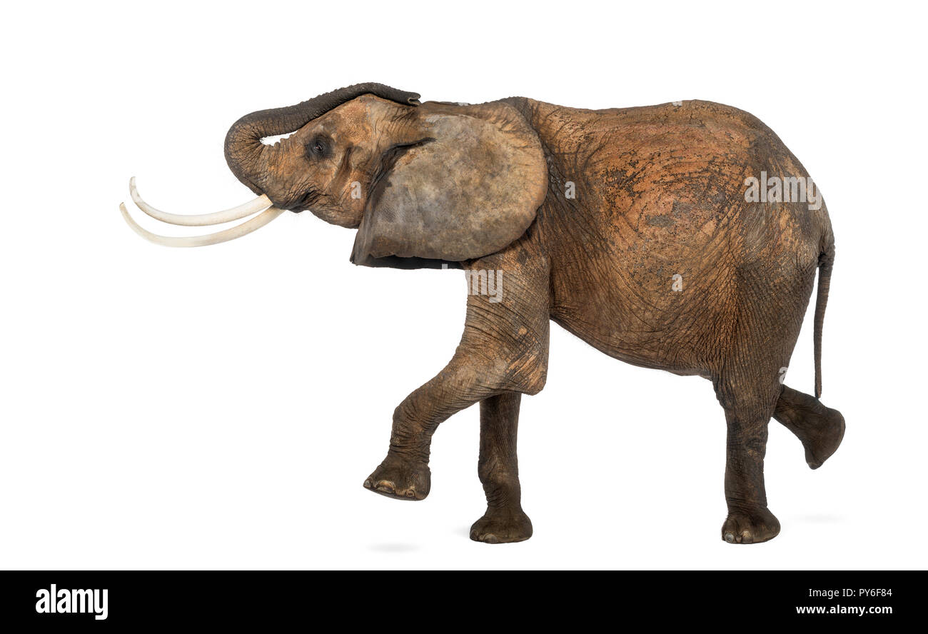 Seitenansicht einer Afrikanischen Elefanten, die, isoliert auf weißem Stockfoto