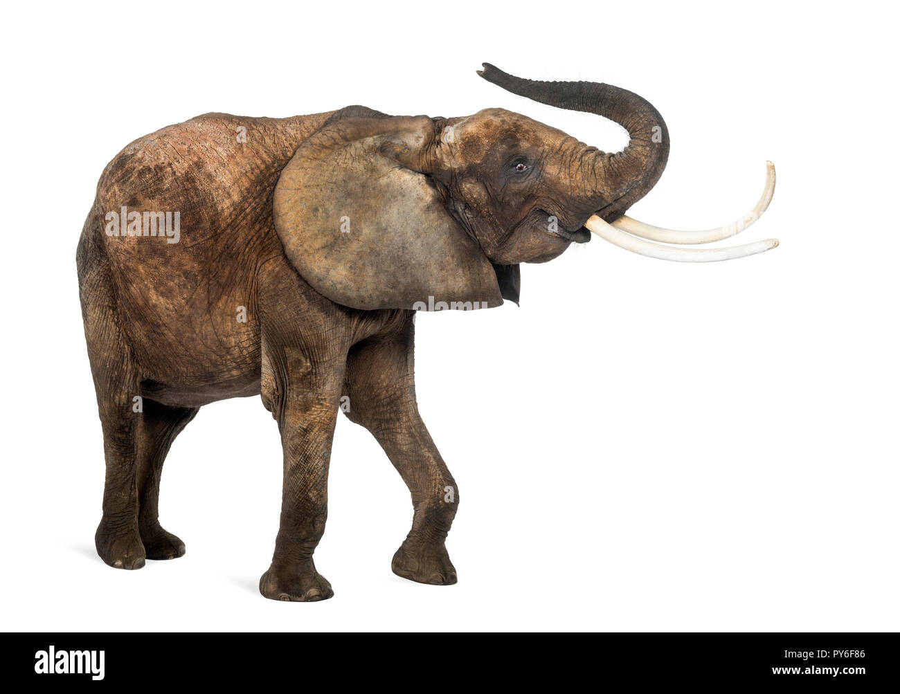 Afrikanischer Elefant seinen Rüssel anheben, isoliert auf weißem Stockfoto