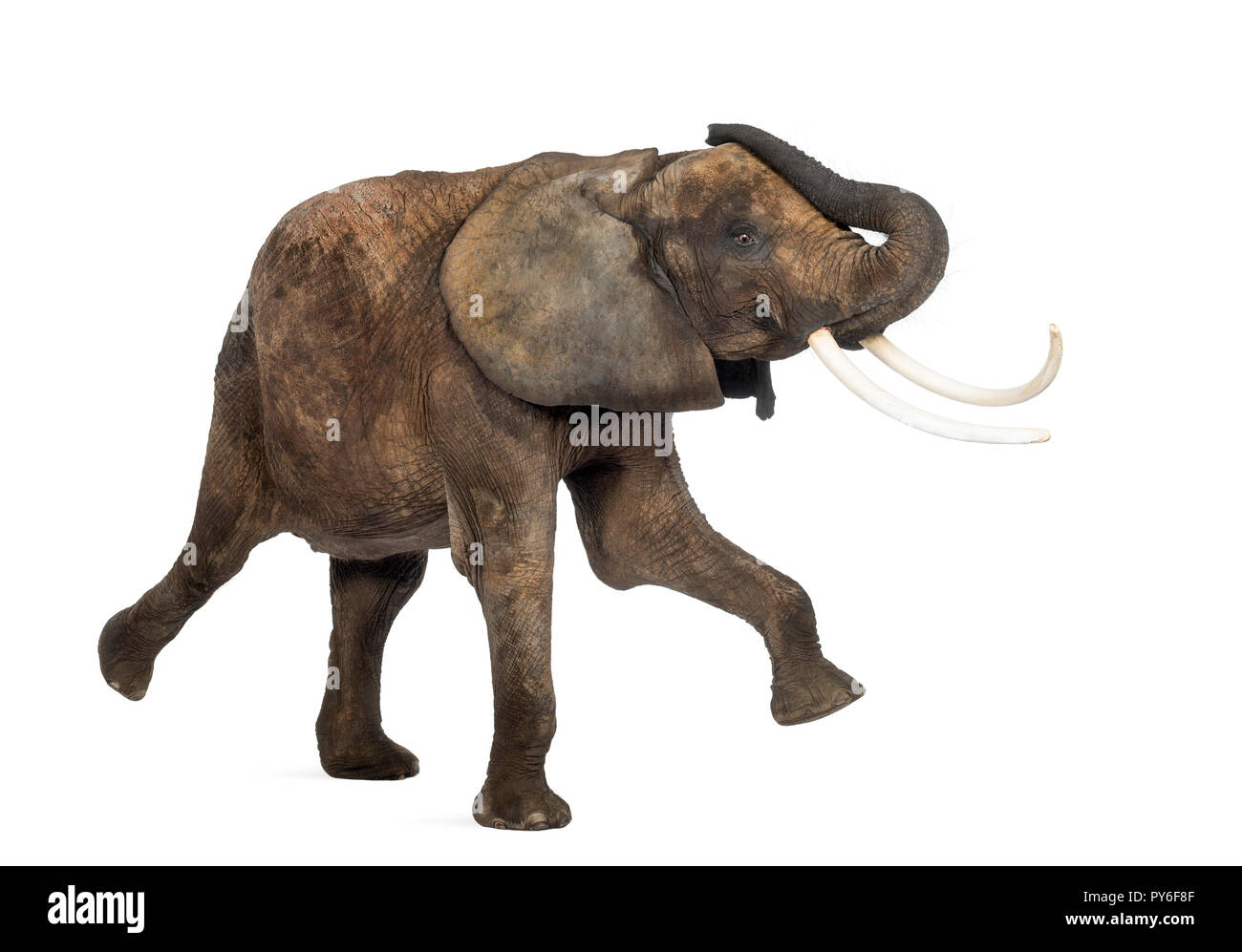 Seitenansicht einer Afrikanischen Elefanten, die, isoliert auf weißem Stockfoto