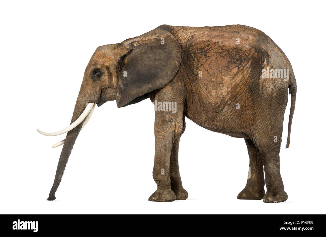 Seitenansicht einer Afrikanischen Elefanten noch stehen, Sniffing, auf weissem isoliert Stockfoto