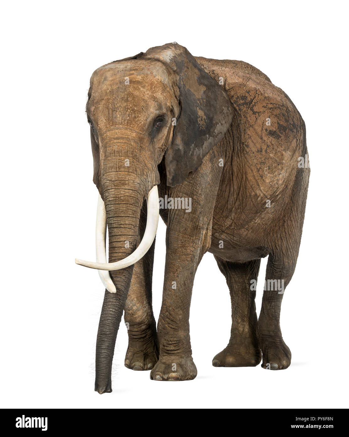 Afrikanischer Elefant, isoliert auf weißem Stockfoto