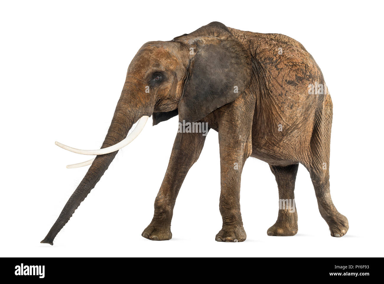 Seitenansicht eines Afrikanischen Elefanten, isoliert auf weißem Stockfoto