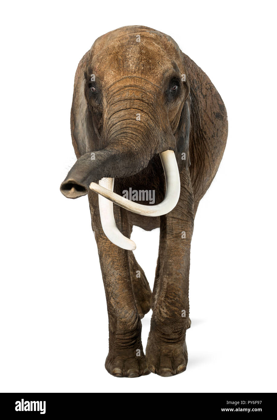 Vorderansicht eines Afrikanischen Elefanten, isoliert auf weißem Stockfoto