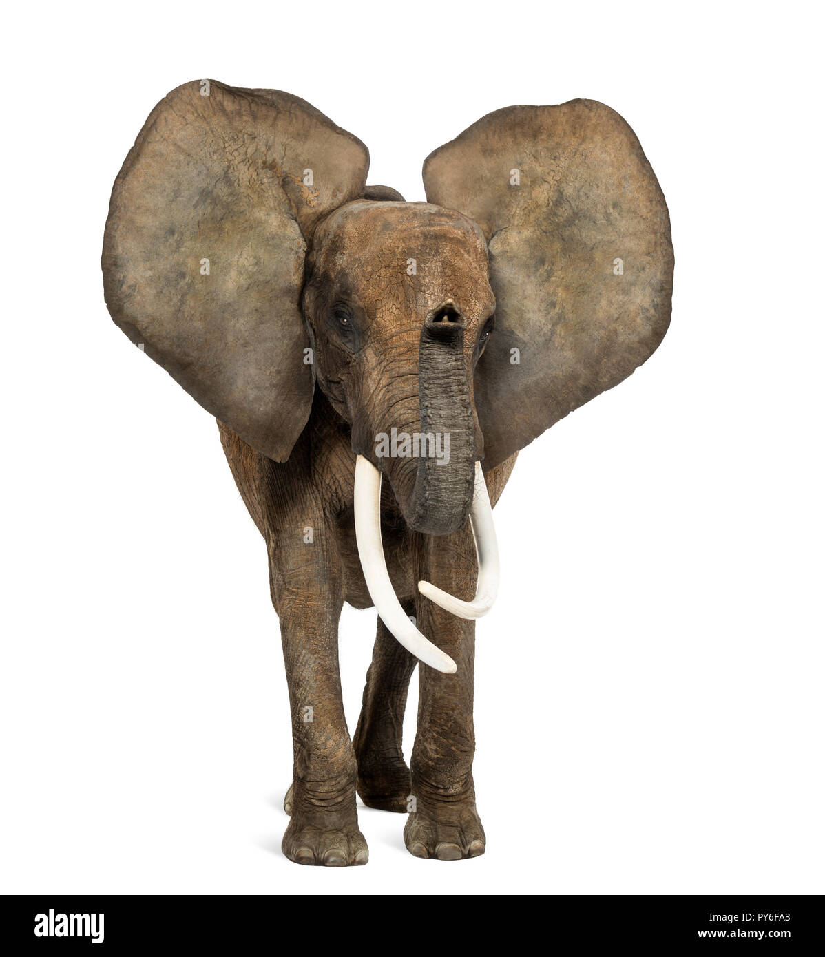 Afrikanischer Elefant stehend, Ohren, isoliert auf weißem Stockfoto